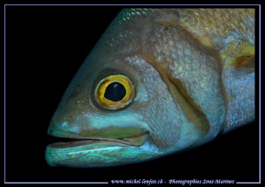 The face of a small Snapper... in the water's of the Mald... by Michel Lonfat 